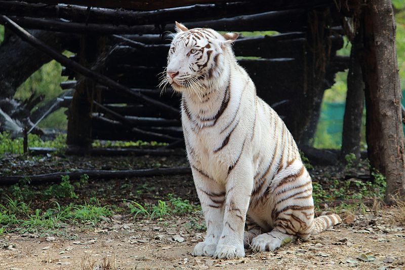 File:White Tiger at Nehru Zoological park, Hyderabad.jpg