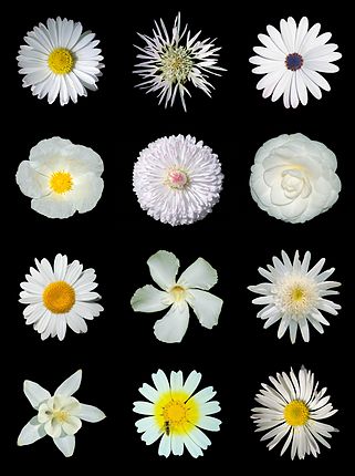 Poster of white flowers