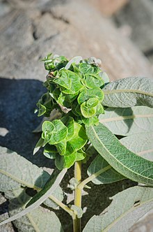 Willow Cabbage Gall Midge (Rabdophaga salicisbrassicoides) (10431660925) .jpg