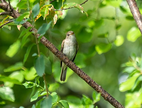 Willow flycatcher, Jamaica Bay Wildlife Refuge