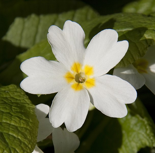 File:Woodland Primrose (5559223438).jpg