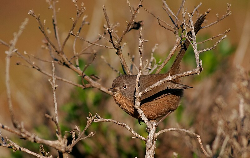 File:Wrentit-17DEC2016.jpg