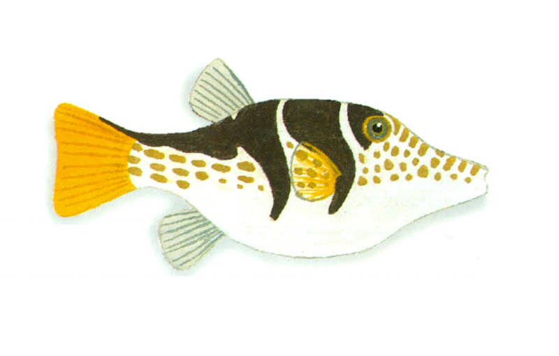 File:XRF-Canthigaster valentini.png