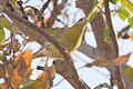 * Nomination: Yellow-footed green pigeon (Treron phoenicopterus) near Nasirpur, Patiala. --Satdeep Gill 05:22, 11 April 2022 (UTC) * * Review needed