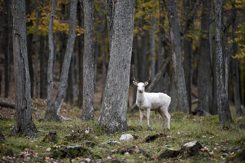 File:Young albino elk.jpg