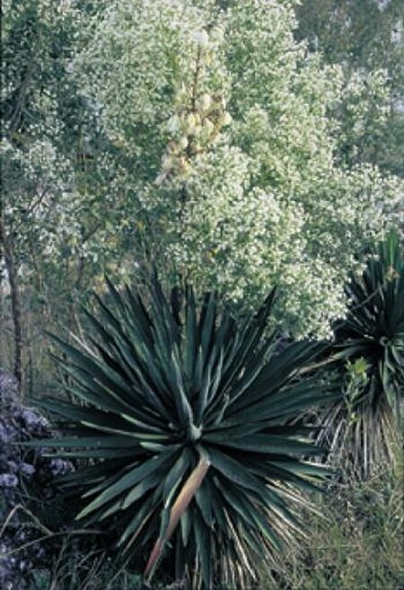Tập_tin:Yucca_gloriosa_fh_1184_1_SC_B.jpg