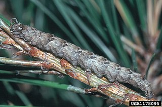 <i>Zale metatoides</i> Species of moth