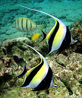 Moorish idol Species of fish