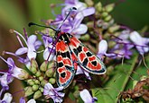   Zygaena fausta (Zygaenidae)