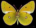 Colias myrmidone myrmidone ♂ △