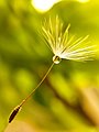 * Nomination Dandelion seed after rain. Tashkent botanical garden, Tashkent, Uzbekistan. By User:26D --Красный 14:11, 15 June 2023 (UTC) * Decline  Oppose Aesthetically very nice, but only the droplet is really in focus. --MB-one 10:08, 23 June 2023 (UTC)