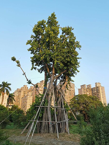 File:印度橡膠榕 Ficus elastica 20201007182924 01.jpg