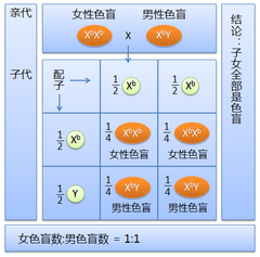 色盲 Wikiwand