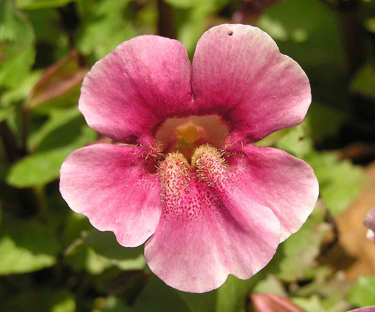 File 猴面花 Mimulus Mystic Rose 上海共青森林公園 Shanghai China Jpg Wikimedia Commons