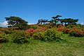 2021年5月29日 (土) 14:51時点における版のサムネイル