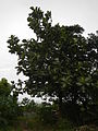 04224jfSanto Rosario La Purisima Artocarpus altilis Aliaga Nueva Ecijafvf 12.JPG