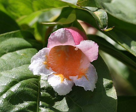 Dipelta yunnanensis