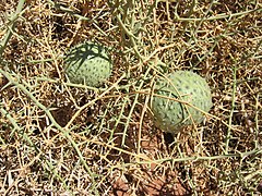 Acanthosicyos horridus (Cucurbitaceae)