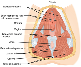 Pelvic floor muscles in women