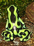 Vignette pour Dendrobates auratus