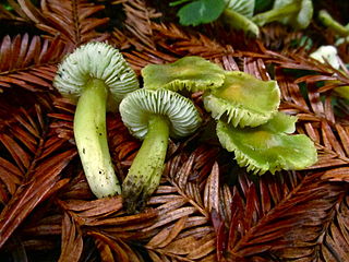 <i>Hygrocybe virescens</i> Species of fungus