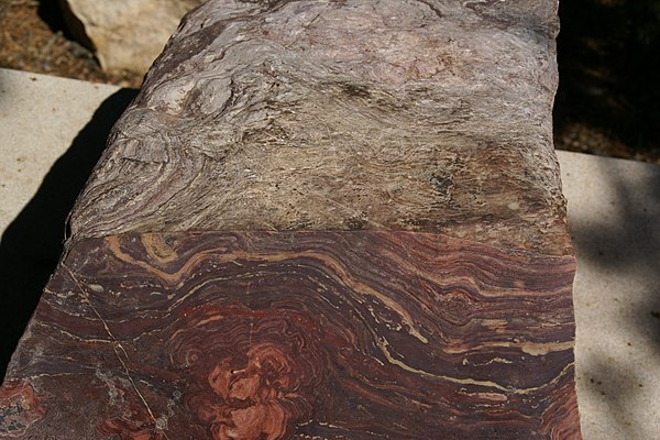 Stromatolite example