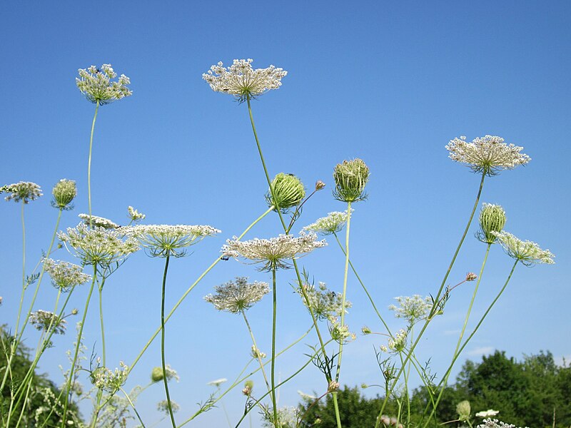 File:20120725Daucus carota7.jpg