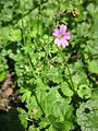 Geranium molle (Weicher Storchschnabel)