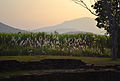 Sonnenuntergandg bei Ho Thewalai Mahakaset im Geschichtspark Sukhothai