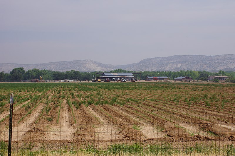 File:2014 Corn Field, Clover Leaf Ranch - panoramio.jpg