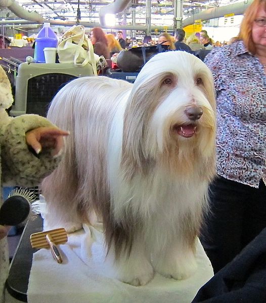 File:2014 Westminster Kennel Club Dog Show (12451522713).jpg