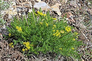 Lomatium grayi