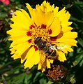 2b) Schwebfliege auf gelber Blüte (Bildausschnitt)