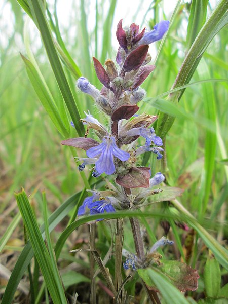 File:20190505Ajuga reptans2.jpg