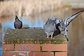 * Nomination Four pigeons on a pile in the Bürgerpark, Saarbrücken --FlocciNivis 17:28, 1 November 2022 (UTC) * Decline The detail on the front pigeon is great, but the other 3 are out of focus and the one on the right has the tip of its wing cropped off. Not sure about this one. --BigDom 07:07, 9 November 2022 (UTC)  Oppose Per BigDom. --Sebring12Hrs 09:22, 10 November 2022 (UTC)