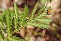 * Nomination An asian lady beetle on a leaf --FlocciNivis 10:31, 8 February 2023 (UTC) * Promotion  Support Good quality. --Mike Peel 21:38, 14 February 2023 (UTC)
