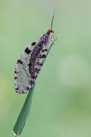 <i>Osmylus</i> Genus of lacewings