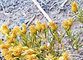 2 Pteronia pallens - flower detail - Matjiesfontein.jpg