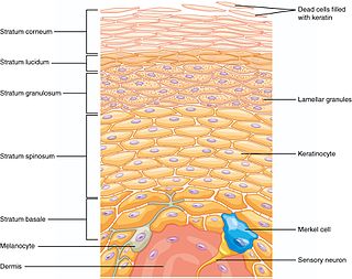 <span class="mw-page-title-main">Merkel cell</span> Receptors in the skin of vertebrates