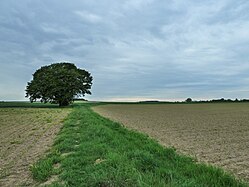 Solitary trees in Upper Swabia