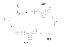 The cycle of synthesis and degradation of ATP; 1 and 2 represent output and input of energy, respectively. ATP-ADP.svg