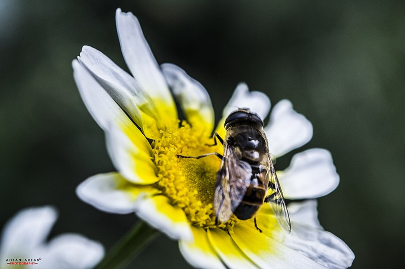 File:A BEE at work.jpg