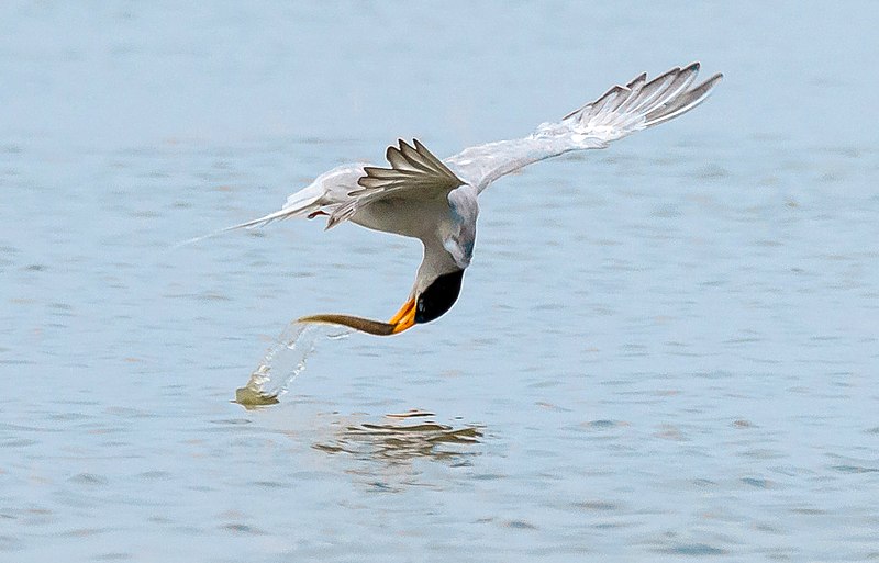 File:A River Tern catching a fish while Flying (49916689726).jpg