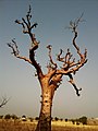 A_boabab_tree_1