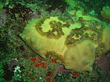 A bulky pale yellow cushion shaped sponge at Coral Gardens Rooi-els DSC00269.JPG