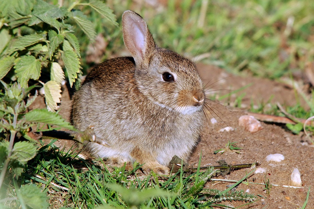 https://upload.wikimedia.org/wikipedia/commons/thumb/f/f9/A_lovely_tiny_little_rabbit_-_compare_with_the_leaves%5E%5E_-_at_Hoge_Erf_Schaarsbergen_in_springtime_-_panoramio.jpg/1200px-A_lovely_tiny_little_rabbit_-_compare_with_the_leaves%5E%5E_-_at_Hoge_Erf_Schaarsbergen_in_springtime_-_panoramio.jpg