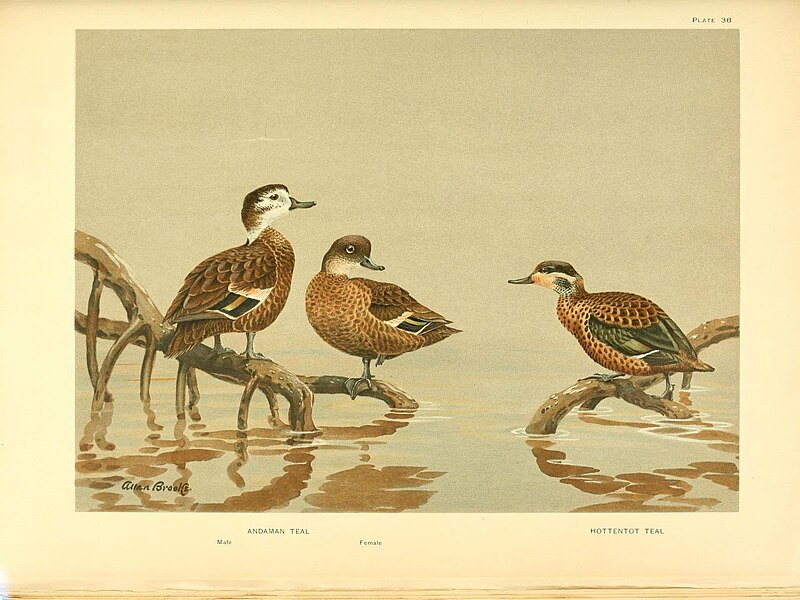 File:A natural history of the ducks (6276091695).jpg