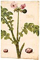 Aardappelplant, anoniem, Museo Plantin-Moretus (Amberes) .jpg