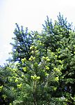 Abies holophylla 01. jpg