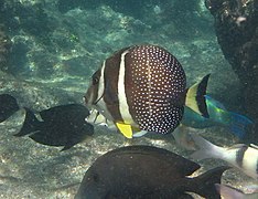 Un poisson-chirurgien moucheté (Acanthurus guttatus)